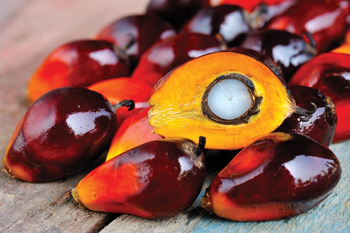Palmoil fruit