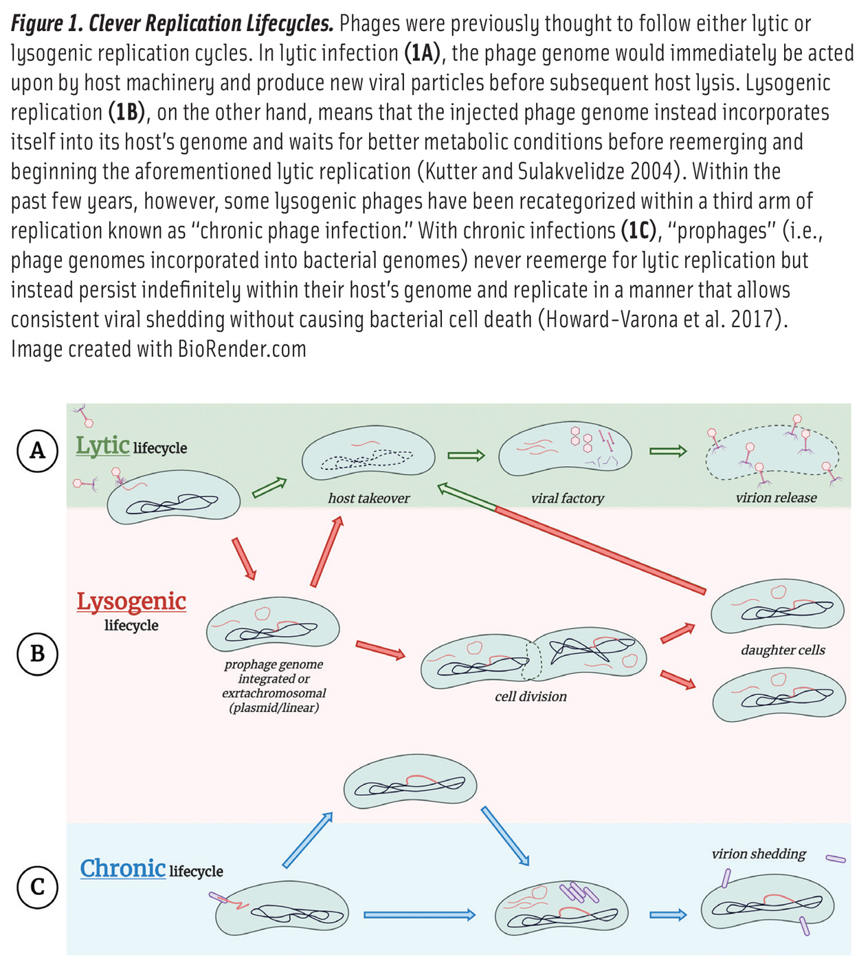 Bacteriophagesn Fig1