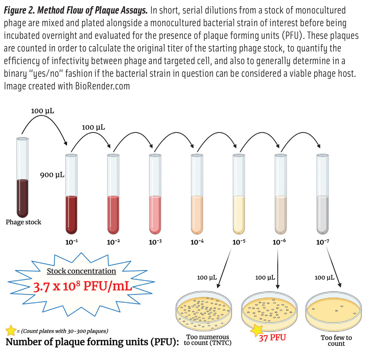 Bacteriophagesn Fig2