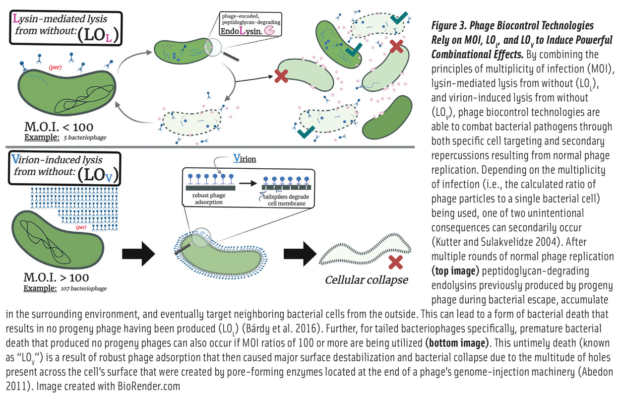 Bacteriophaesn Fig3