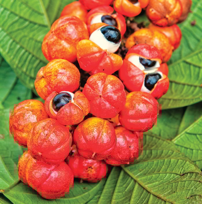 Guarana