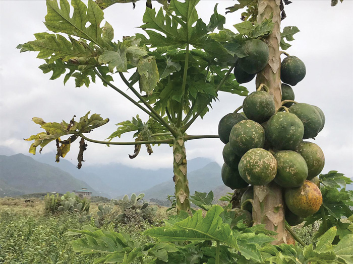 papaya tree