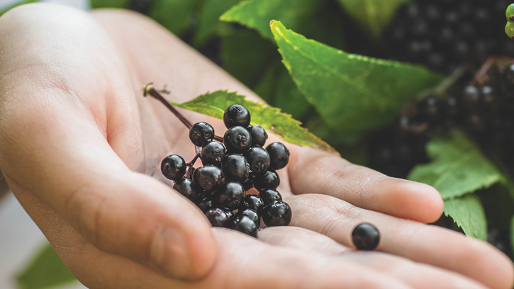 Elderberry
