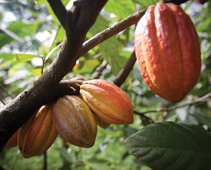 cacao pods