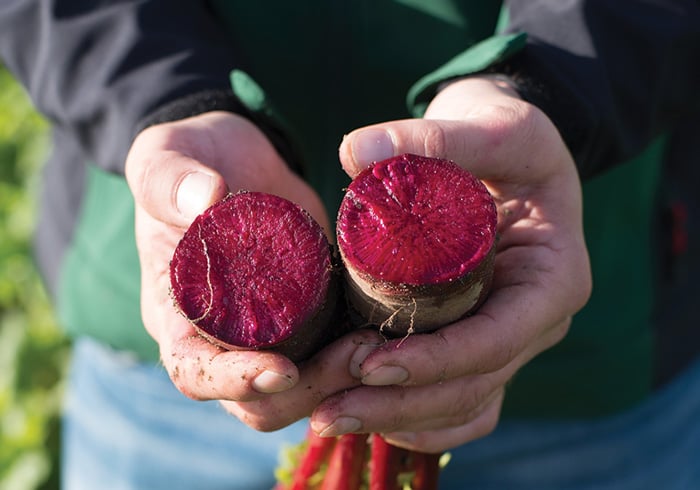 Image of Beet cut in half