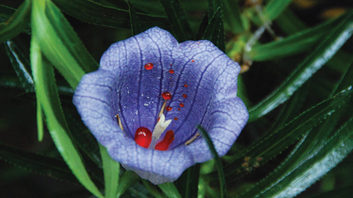 Nesocodon mauritianus