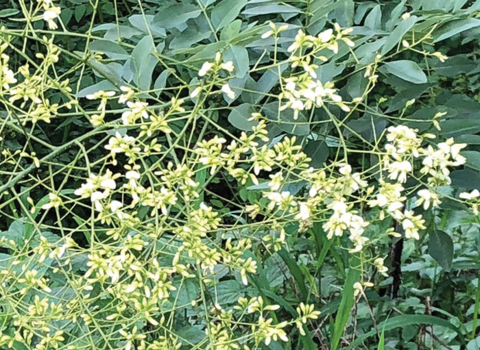 Japanese pagoda tree