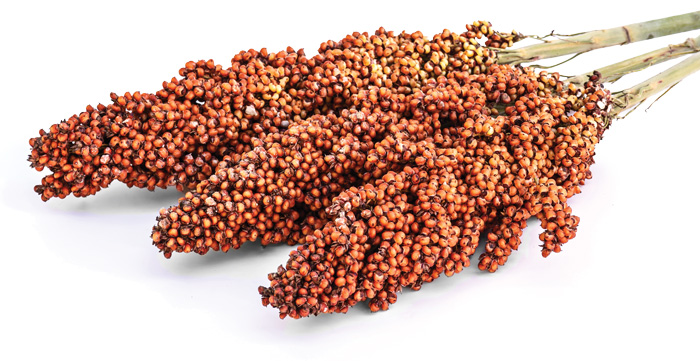 sorghum