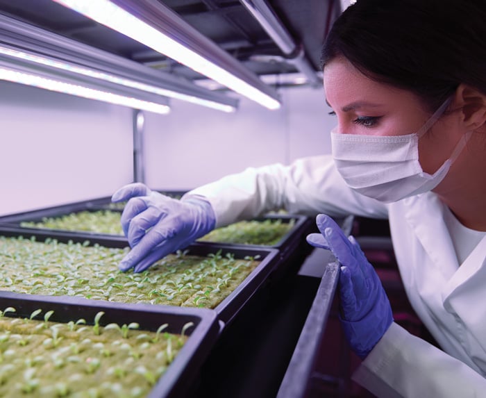 Sprouts growing under LED lights