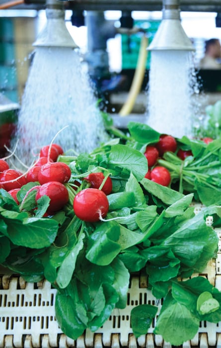 Radishes being washed on conveyor belt on industrial washing line