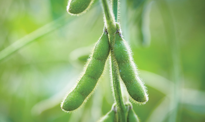 soybeans