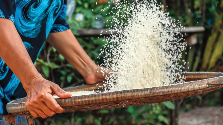 Rice grain in threshing basket.