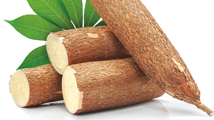 Fresh cassava root.