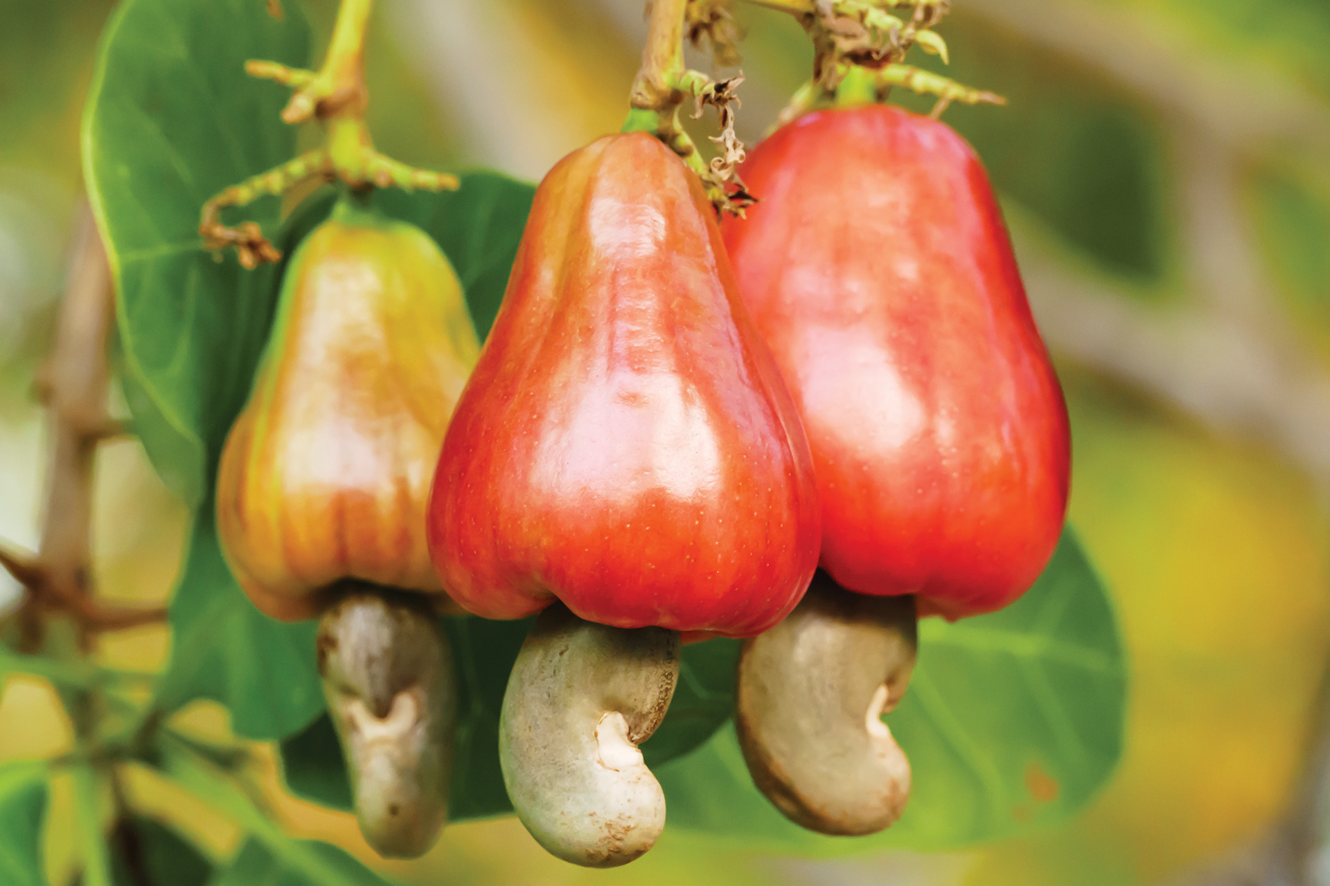 Cashew Apples on branch.