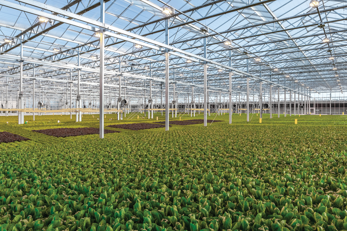 Indoor grower Gotham Greens