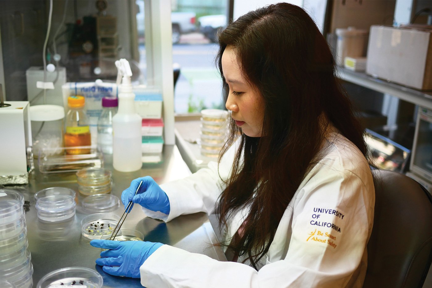 A researcher at the Innovative Genomics Institute&rsquo;s Plant Genomics and Transformation Facility