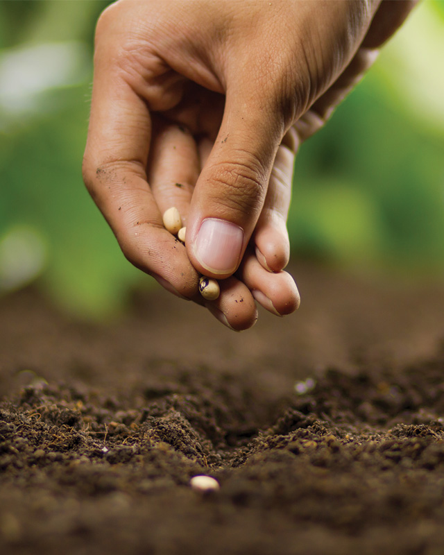 Planting seeds.