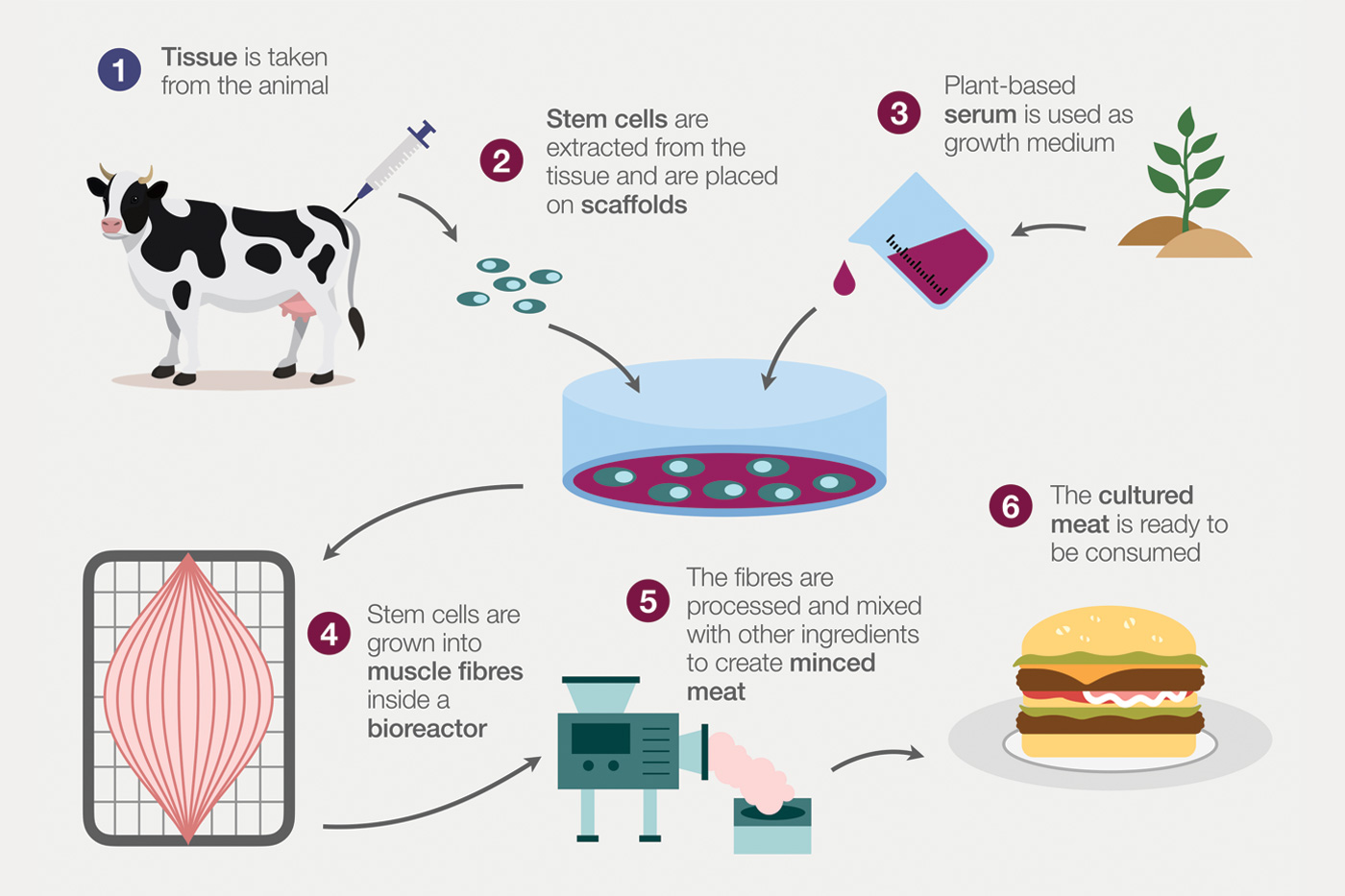 Figure 2: How Cultured meat is created