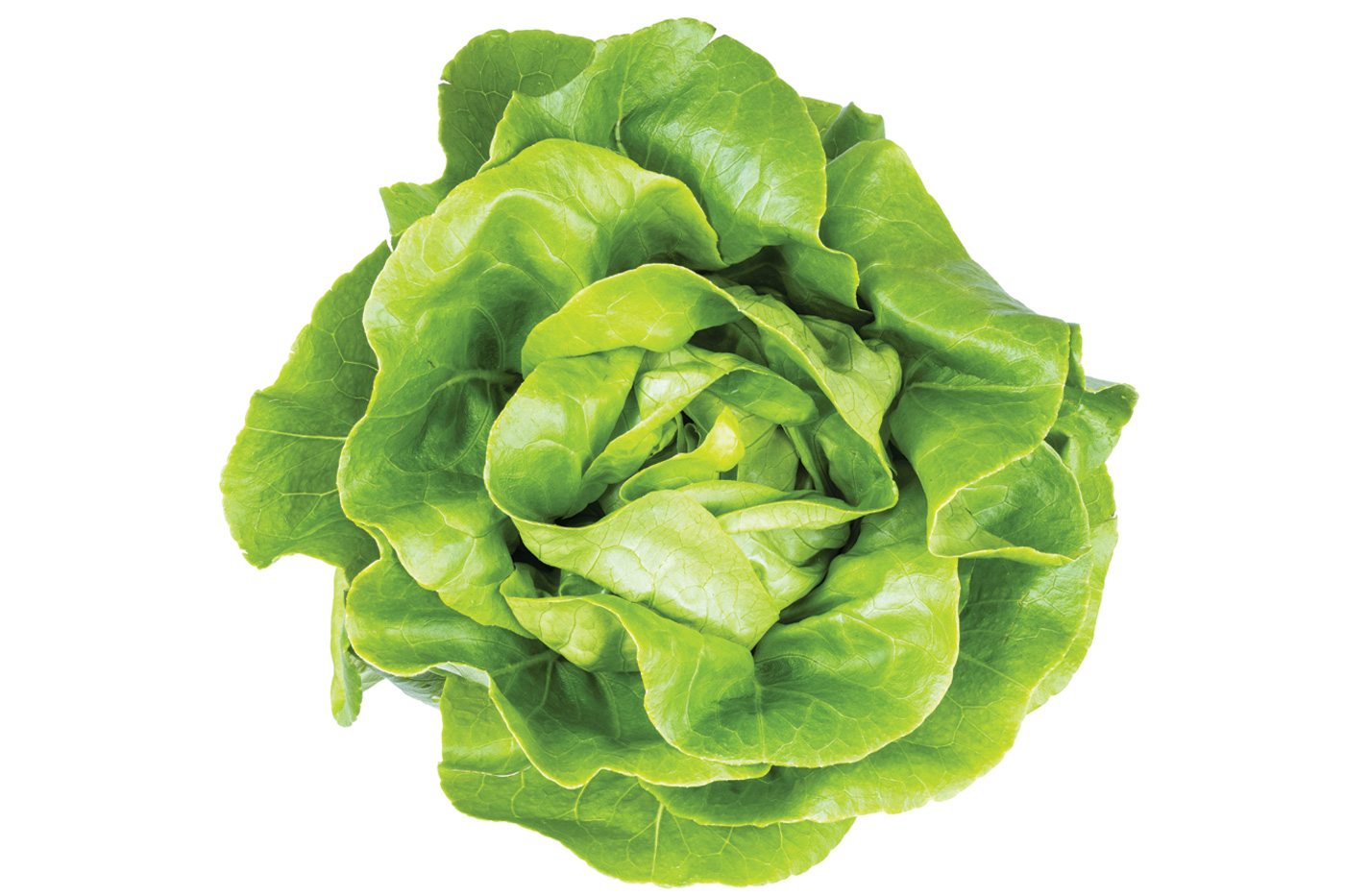 Lettuce