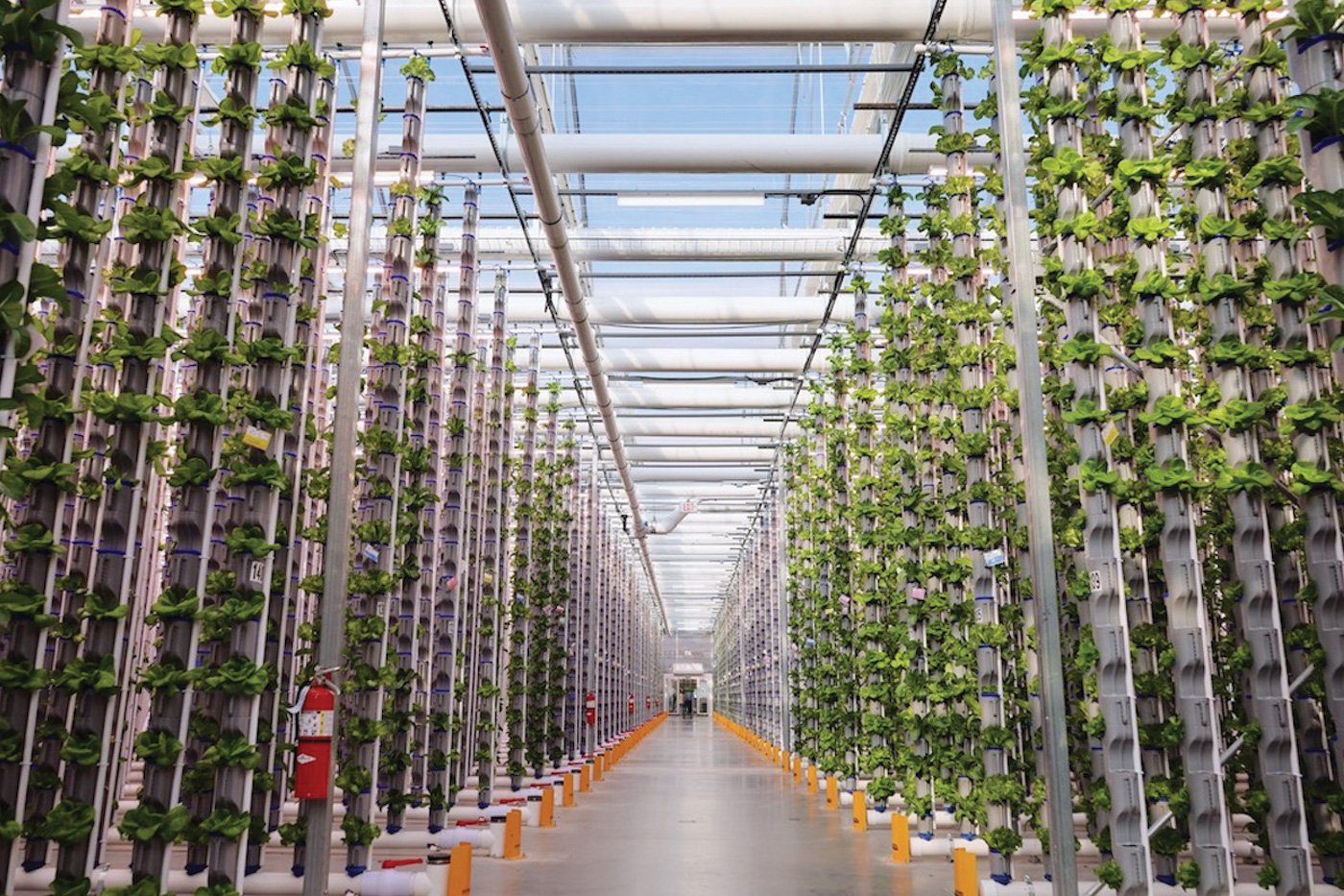 Indoor vertical farming operations at Eden Green