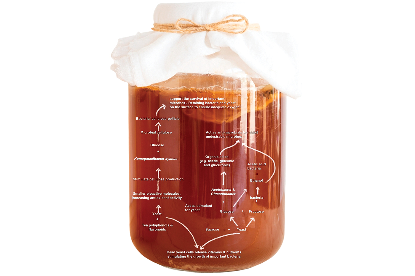 An illustration of the metabolic interplay and functional compatibility of kombucha fermentation microbiota