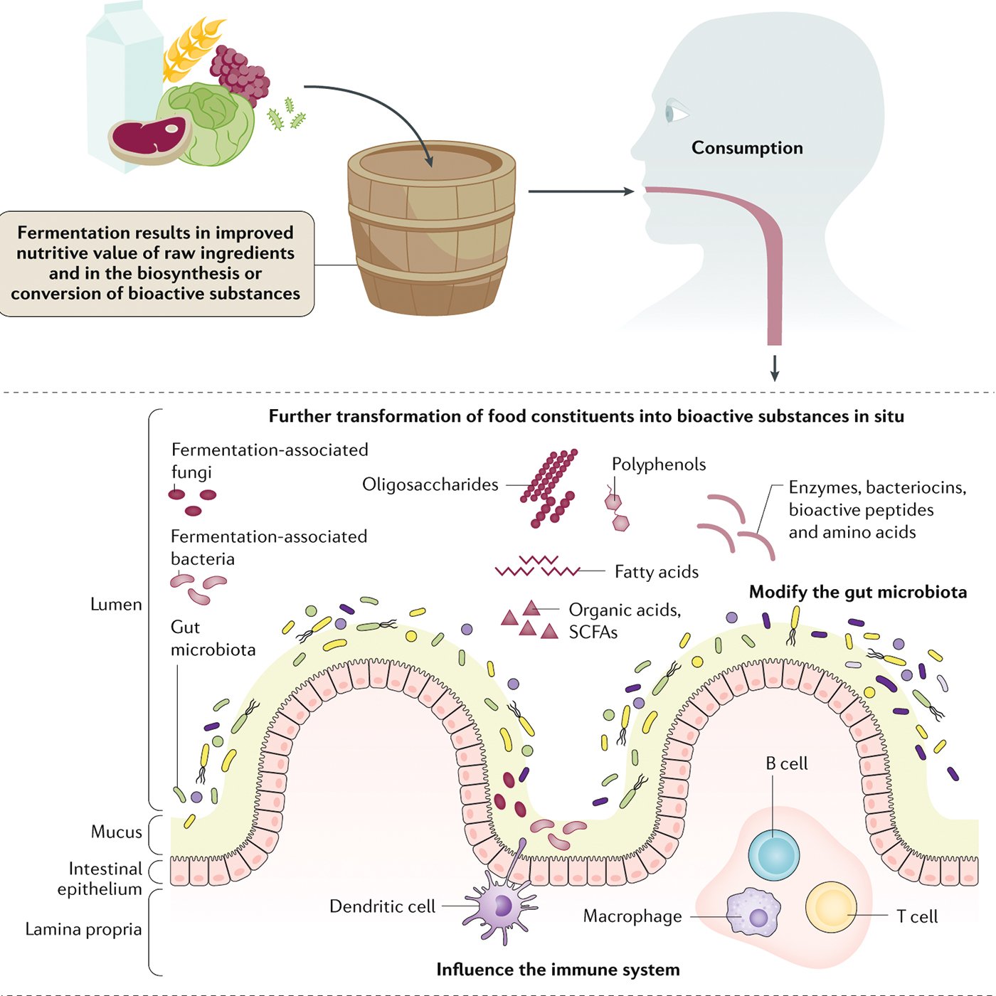 Mechanistic basis for the health benefits of fermented foods.