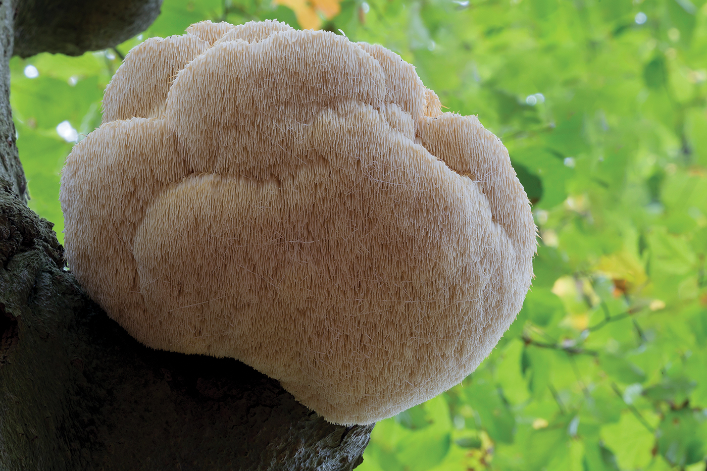 lion's mane mushroom