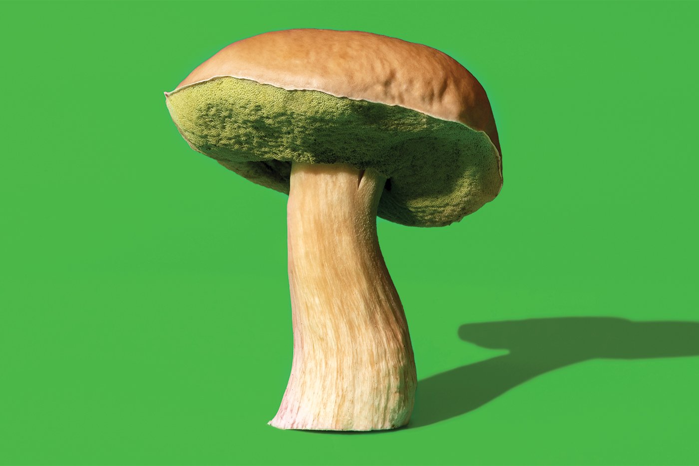 mushroom