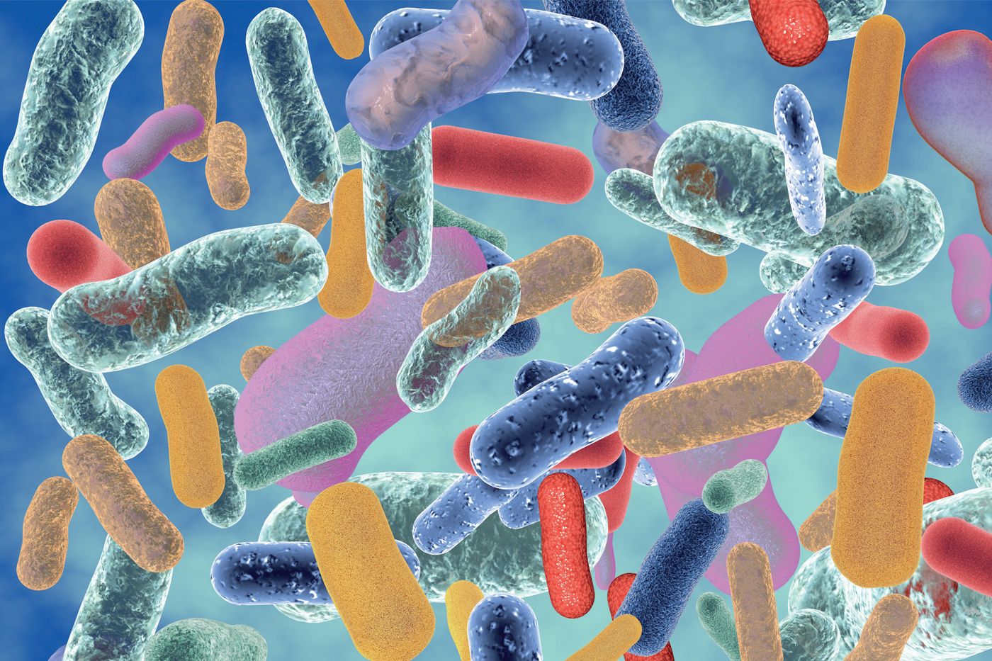 Gut Bacteria