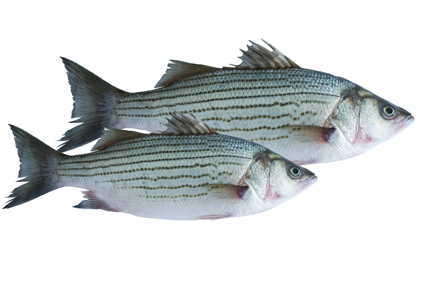 striped bass