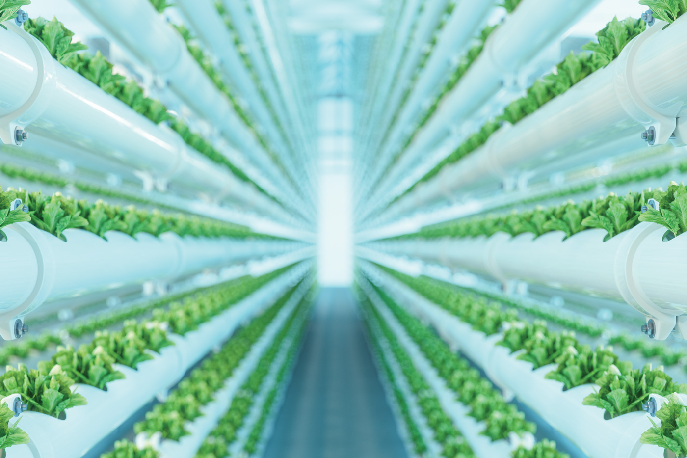 Vertical Hydroponic Plant System With Cultivated Lettuces