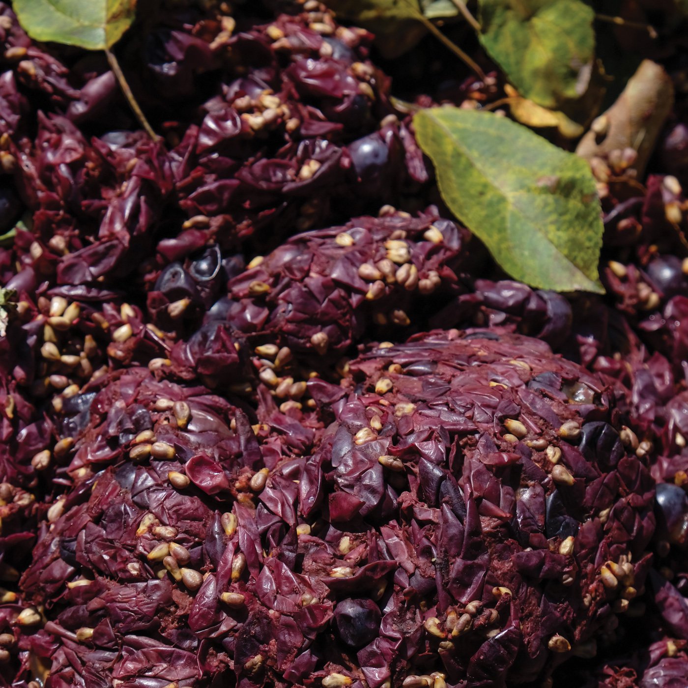 grape pomace