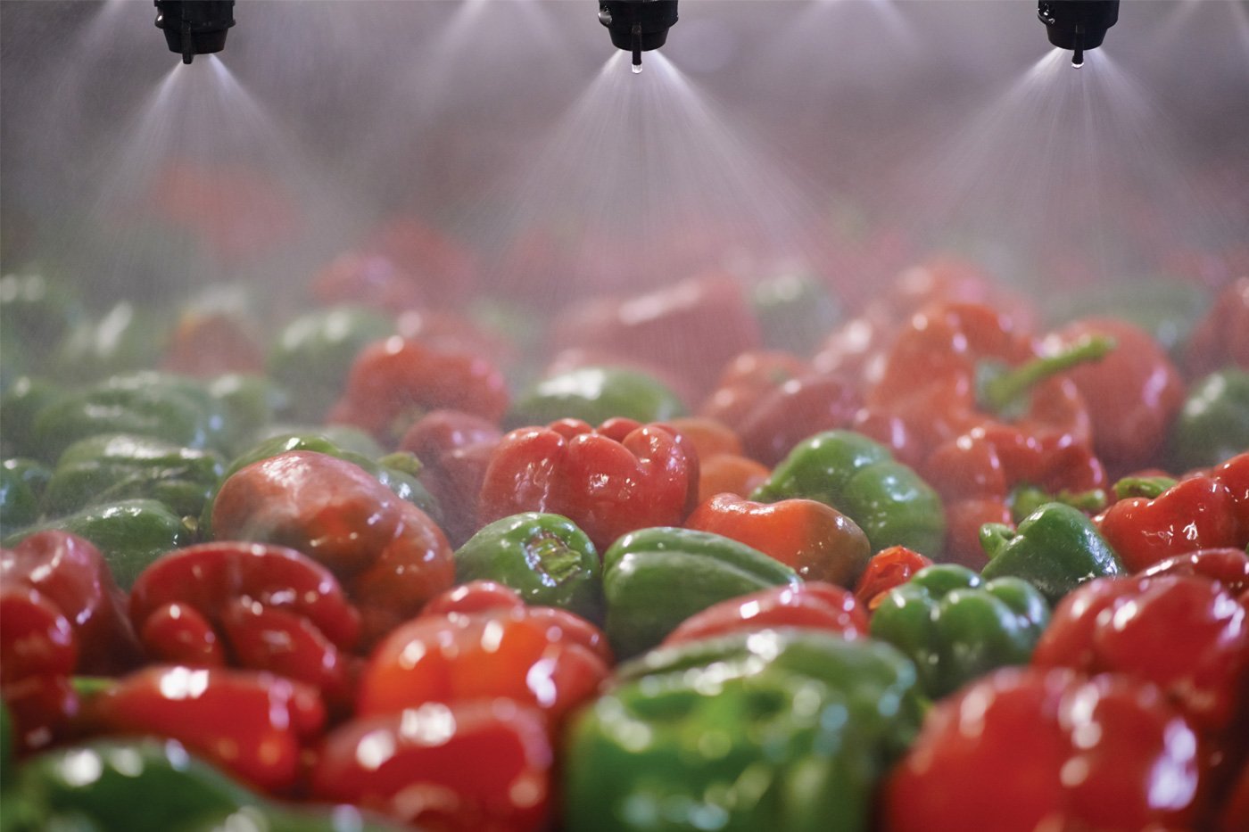 Shot of green and red peppers passing under sprinklers while on a conveyor belt in a processing plant