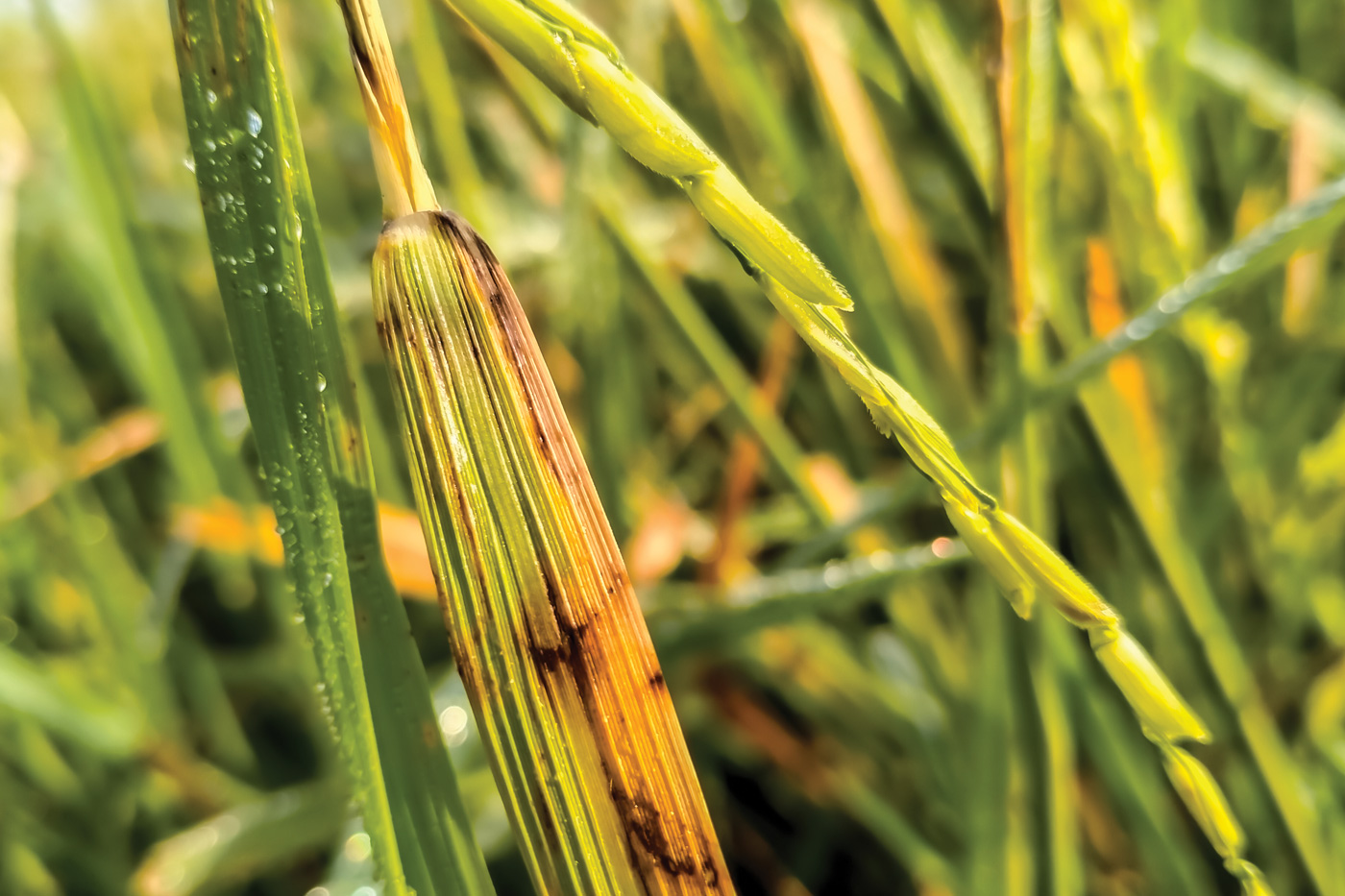 A fungal disease Magnaporthe oryzae is spread in rice crop.