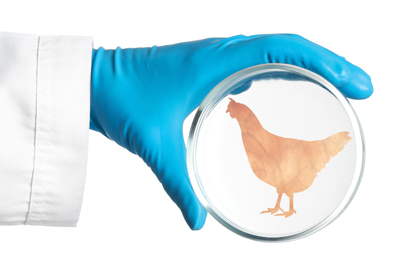 Scientist holding Petri dish with hen silhouette