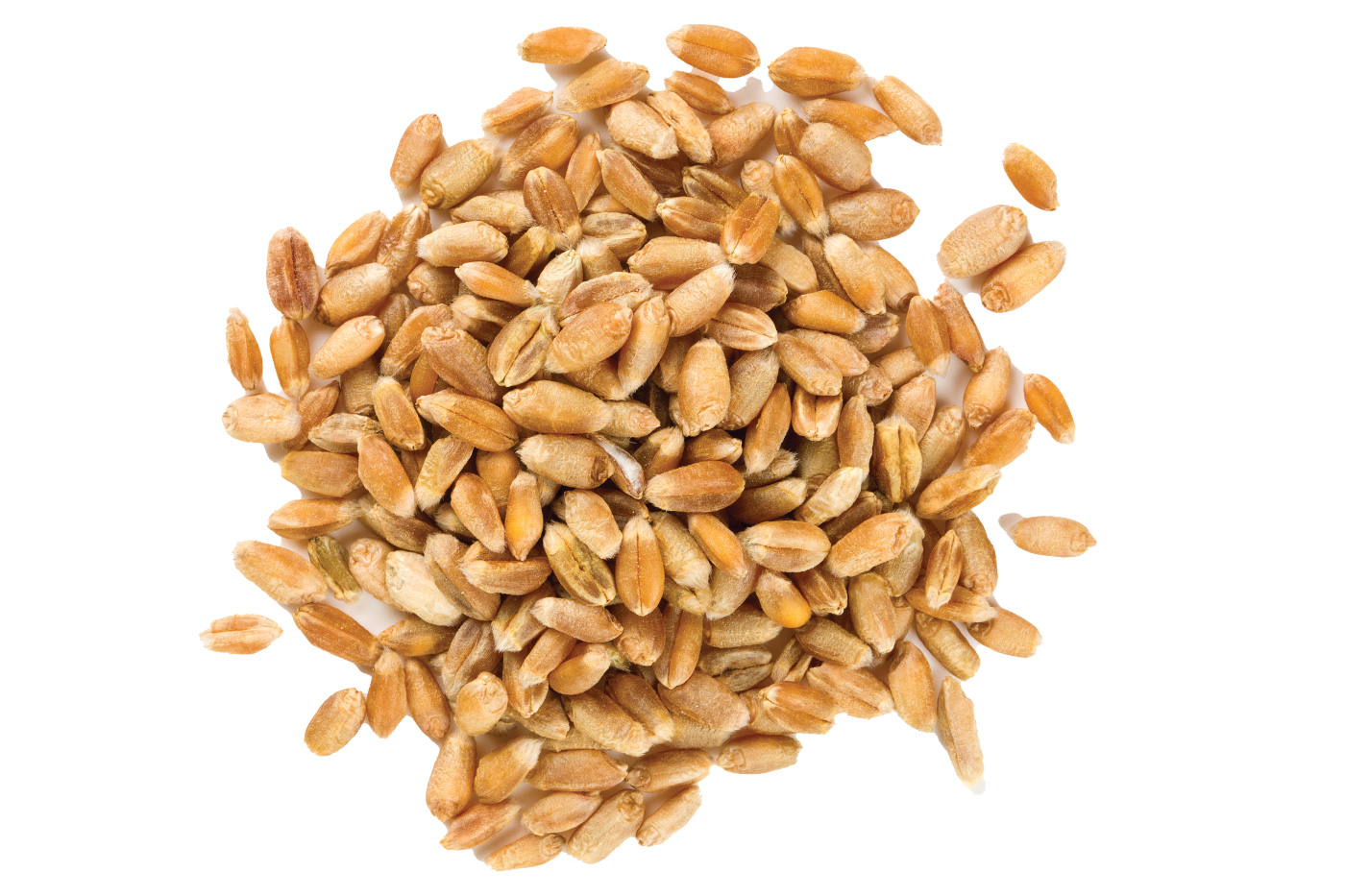 Barley
