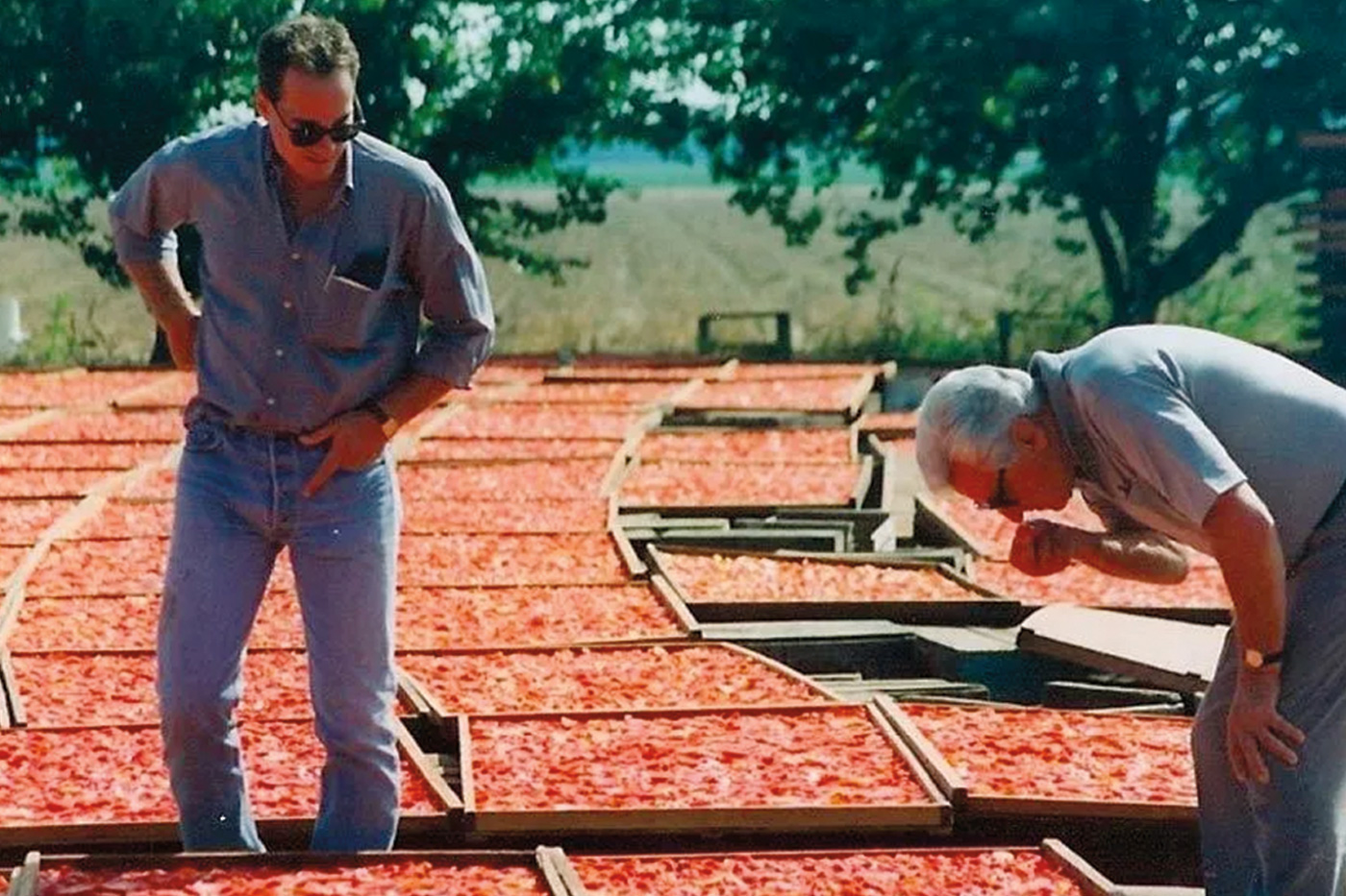 Traina Sun Drying Field