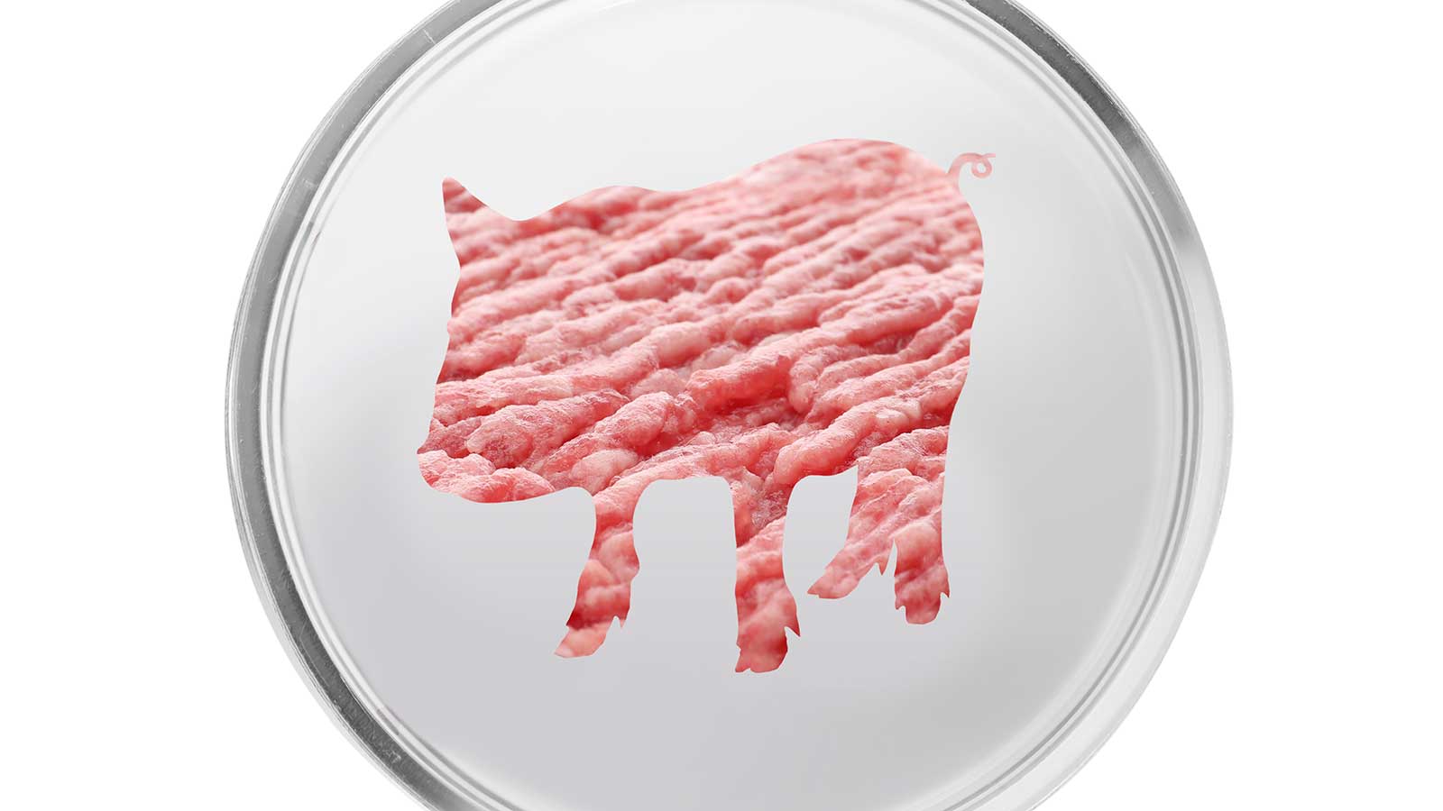 Omnivore Episode 19 cultivated meat in the shape of a pig inside a Petri dish