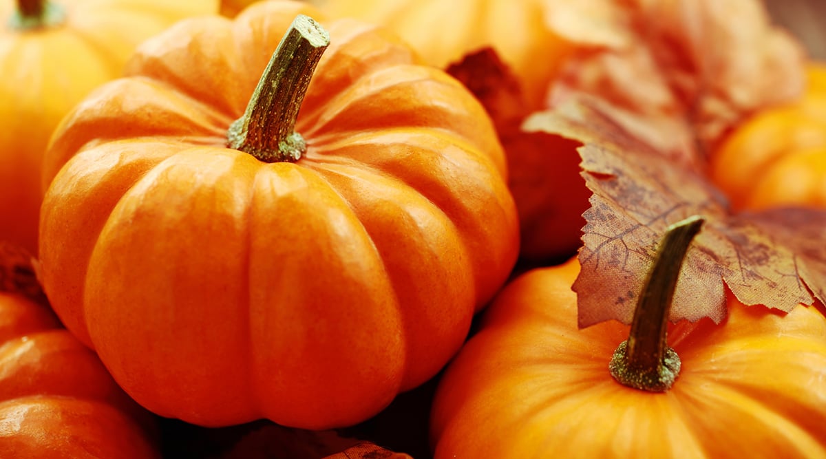 Small orange pumpkins