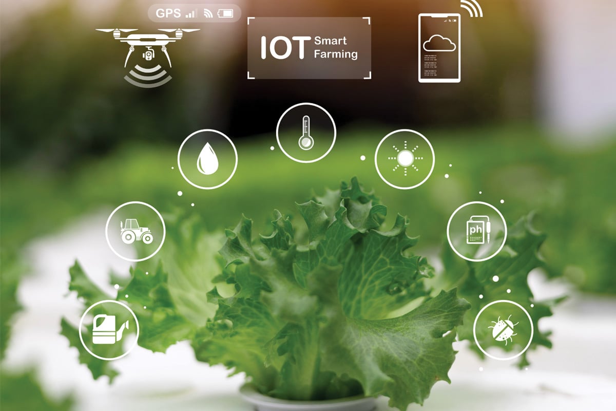 This image depicts modern agriculture that applies Internet of Things IoT and Artificial Intelligence AI to increase production efficiency, reduce costs, and make agriculture more sustainable.