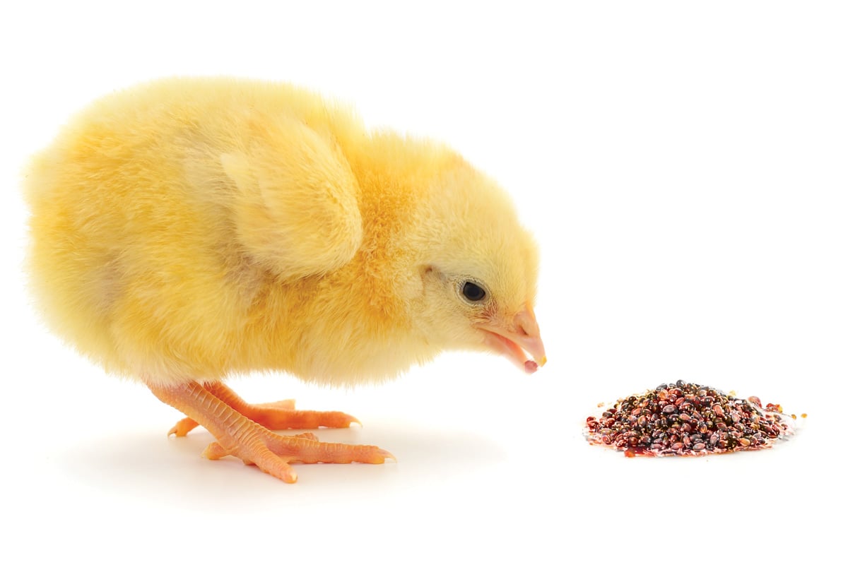 Cute fluffy yellow chick pecking gape pomace feed