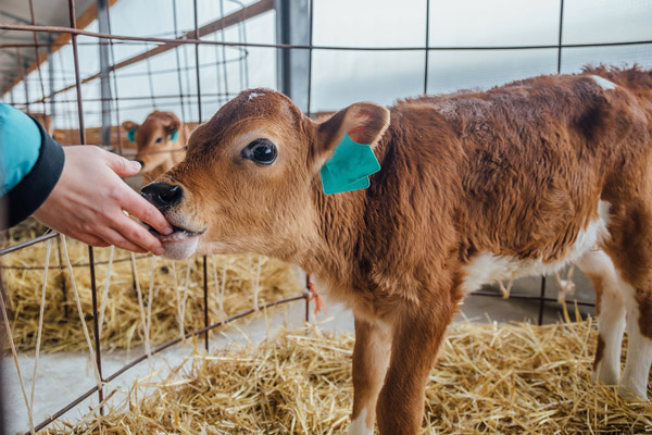 Cattle