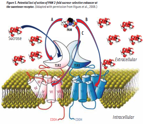 Figure 5. Potential loci of action of PAM 2-fold sucrose-selective enhancer at the sweetener receptor. (Adapted with permission from Vigues et al., 2008.)