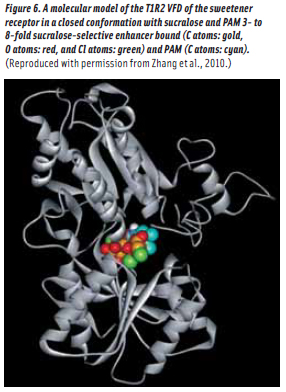 Figure 6. A molecular model of the T1R2 VFD of the sweetener receptor in a closed conformation with sucralose and PAM 3- to 8-fold sucralose-selective enhancer bound (C atoms: gold, O atoms: red, and Cl atoms: green) and PAM (C atoms: cyan). (Reproduced with permission from Zhang et al., 2010.)