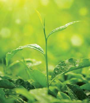 Tea plant
