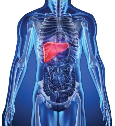 Hepatitis A virus infects the liver.