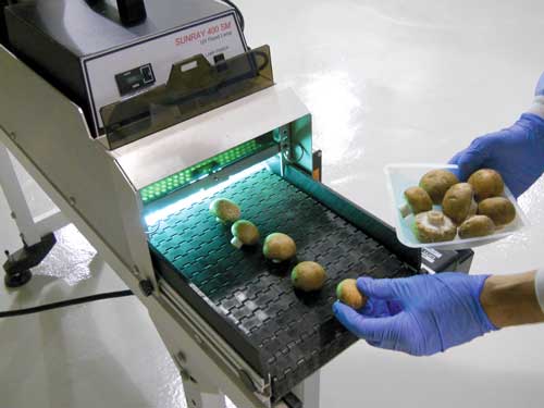 Mushrooms being treated with UV-B using a Uvitron Sunray 400 pilot plant unit. 