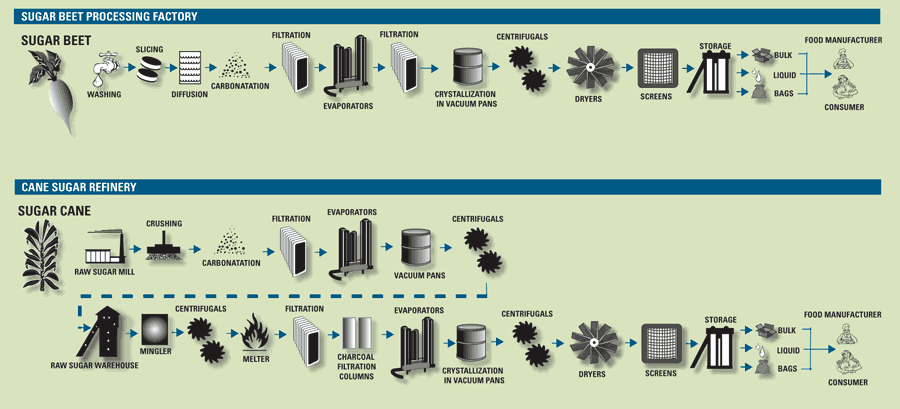 How the cane sugar and beet sugar processes differ. Image courtesy of the Sugar Association Inc.