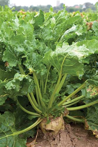 Sugar beet plant
