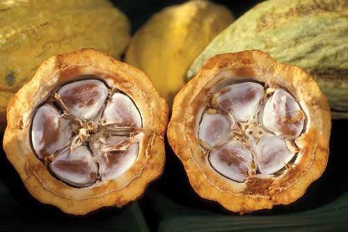 Beans from the cacao tree